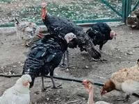 Turkeys — फ़ोटो 2