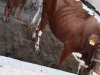 Kuh, Simmental cattle — Foto 5