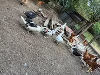 Ducks — foto 4