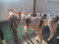 公牛, Russian Black pied cattle — 照片 4