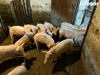 Sow, Pigs — photo 1