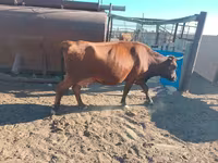 Tehén, Latvian Blue cattle — 3. fotó