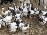 Brahma — photo 2