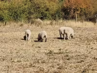 母羊, White Suffolk sheep — 照片 6
