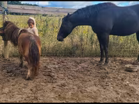 Бие, Appaloosa — 1-сурет