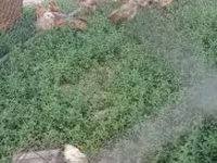 Chickens — 3. fotó