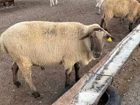 Beran, Hampshire sheep — foto 1