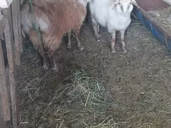 Баран, Бараны