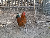 Chickens — 照片 5