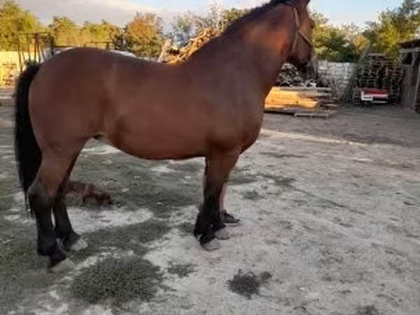 Kanca, Međimurje horse — Magyarország