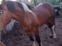 At, Altai horse — foto 3