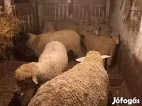 Juh, Juhok — 6. fotó