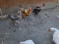 Danish hen — photo 4