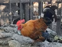 Chickens — photo 2