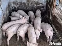 公猪, Pigs — 照片 3