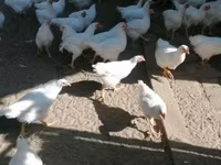 Plymouth Rock — zdjęcie 3