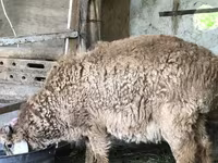 Sheep (batch, sex not specified), Sheep — photo 3