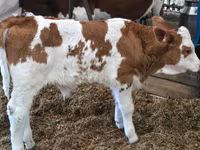 Býk, Simmental cattle — foto 3