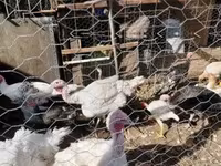 Turkeys — 照片 3