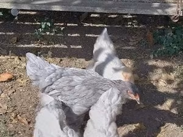 Brahma