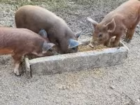 Boar, Дюрок — photo 7