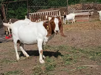 تيس, Boer goat — الصورة 4