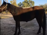 Caballo, Tatar horse — foto 2