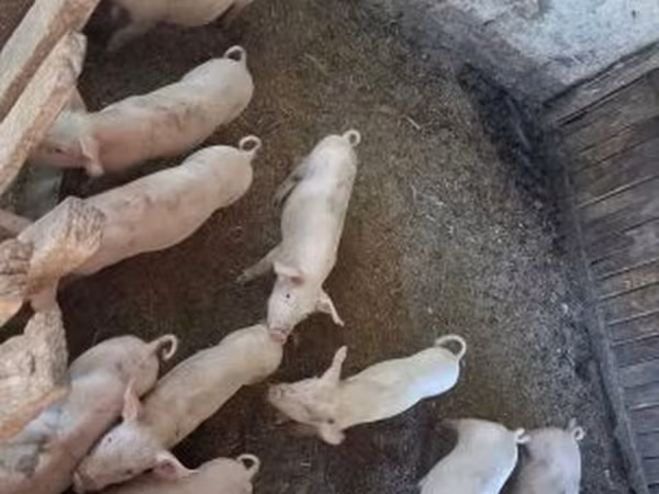 Pigs (batch, sex not specified), Pigs — Hungary