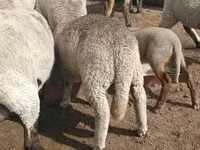 Kos, Merino sheep — 5. fotó