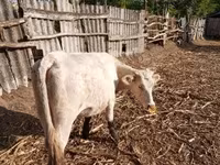 Cow, Charolais cattle — photo 3