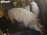Locha, Świnie — zdjęcie 8