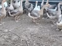 Geese — الصورة 1