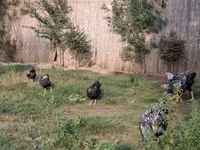Chickens — 3. fotó