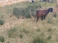 Cabras (lote, sexo no especificado), Cabras — foto 4