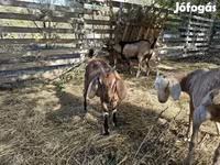 母山羊, Nubian Goat — 照片 4