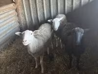 Oveja, Ovejas — foto 2