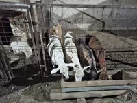 Chèvre, Saanen goat — photo 7