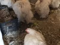 Chickens — फ़ोटो 5