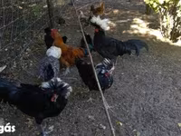 Chickens — الصورة 2