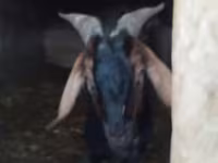 Kozioł, Nubian Goat — zdjęcie 2