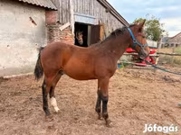 Horse (M), Horses — photo 4