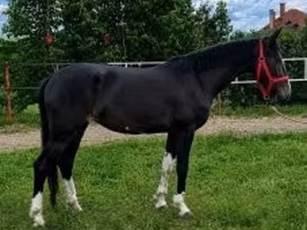 Hing, Dutch warmblood horse — Magyarország