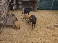 Schafe (Partie, Geschlecht nicht angegeben), Dorper sheep — Foto 4