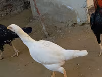 Chickens — الصورة 5