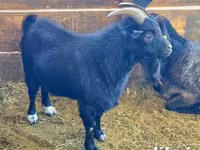 Cabro, Dutch Landrace goats — foto 5