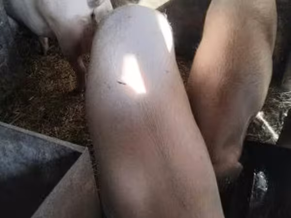 公猪, Pigs — 匈牙利