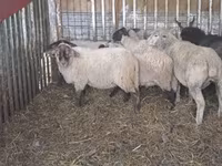 母羊, Ile-de-France sheep — 照片 7