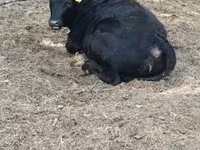 Bika, Limousin tehén — 2. fotó