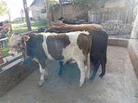 Bulle, Swiss cattle — Foto 4