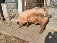 母猪, Pigs — 照片 2